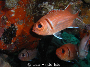 I like the big shiny eyes of these Blackbar Soldierfish! by Lisa Hinderlider 